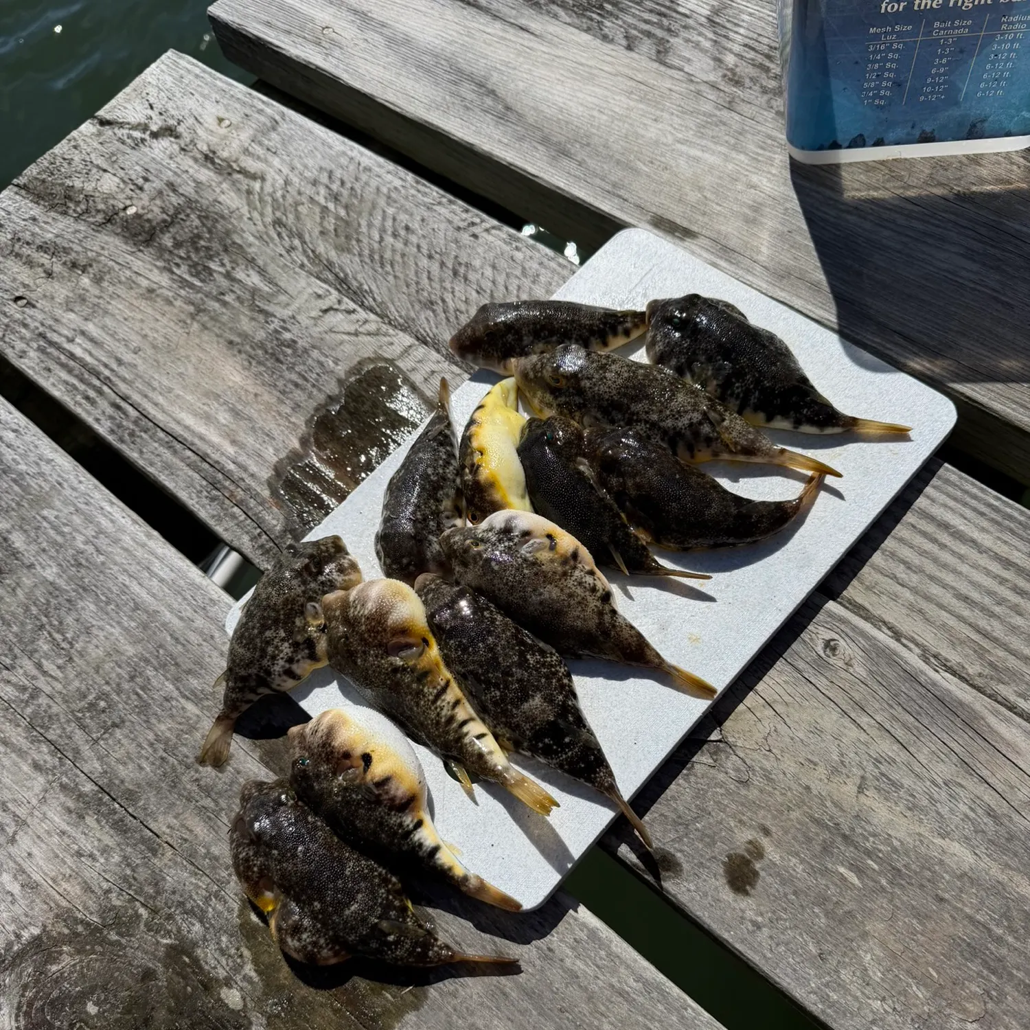 Northern puffer caught on Fishbrain