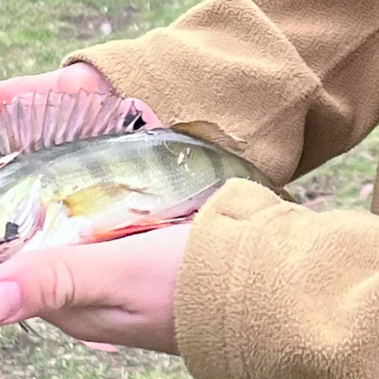 European perch caught on Fishbrain