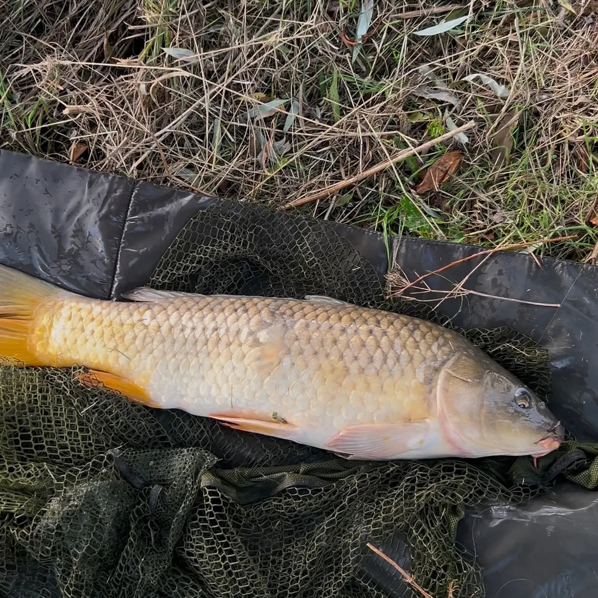 Common carp caught on Fishbrain