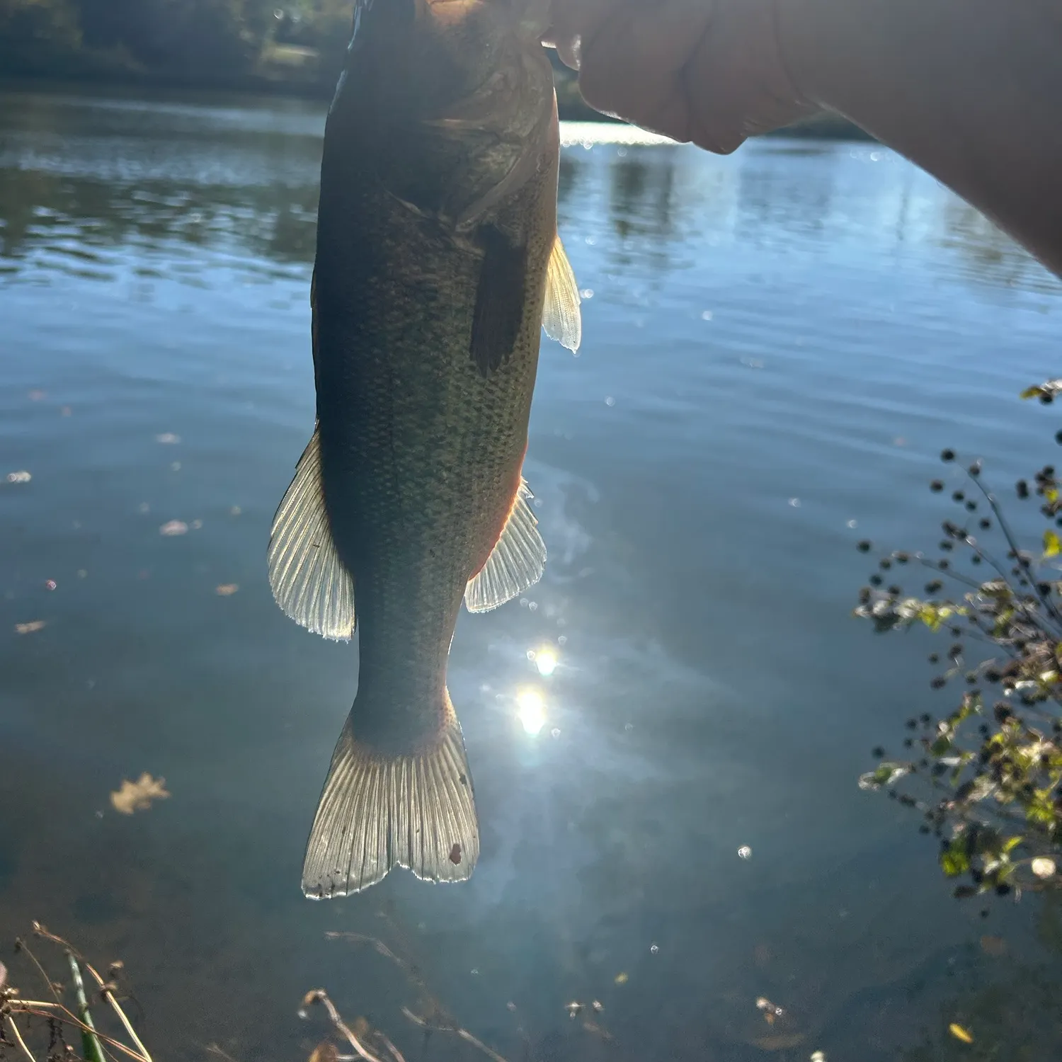 Largemouth bass caught on Fishbrain