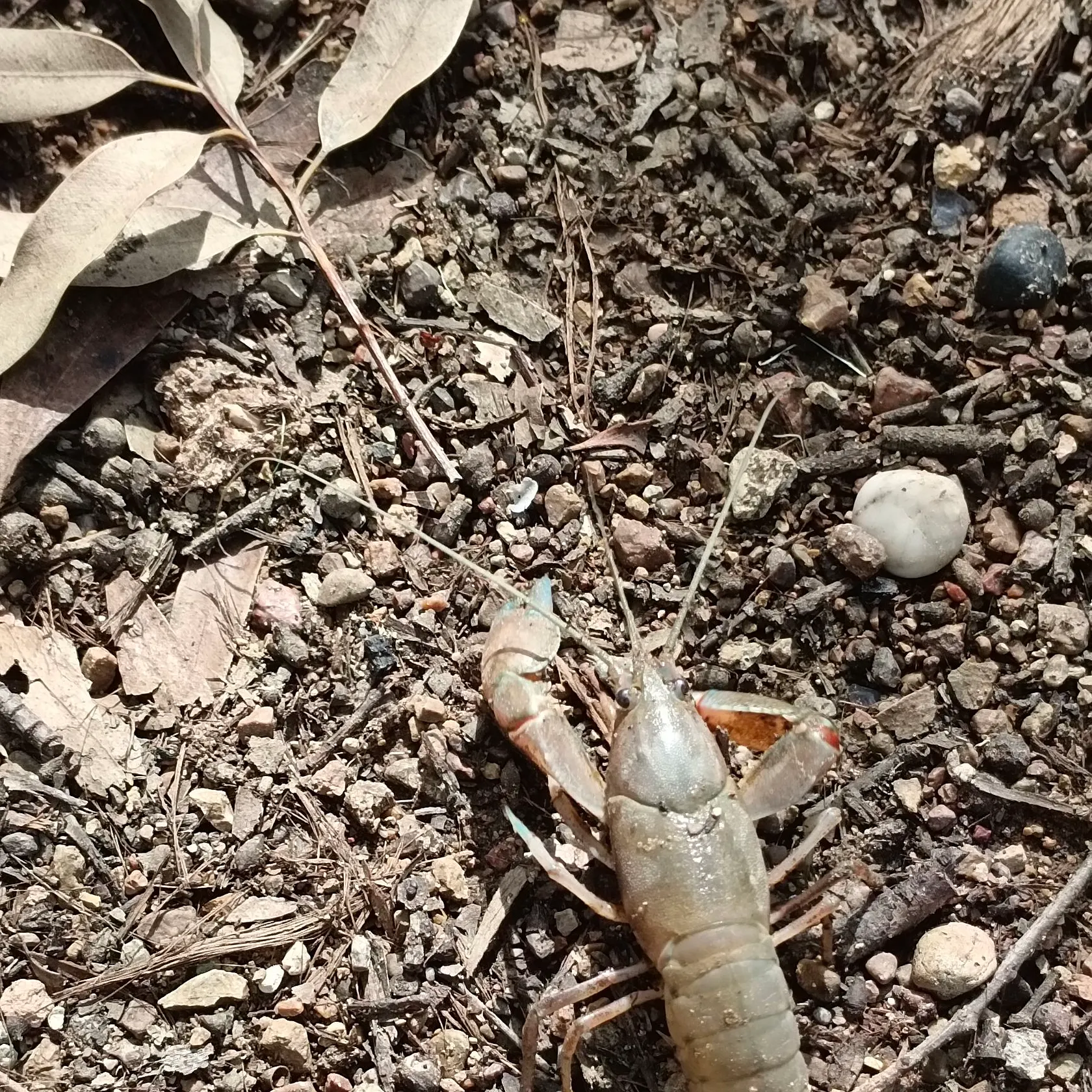 The most recent Common yabby catches on Fishbrain