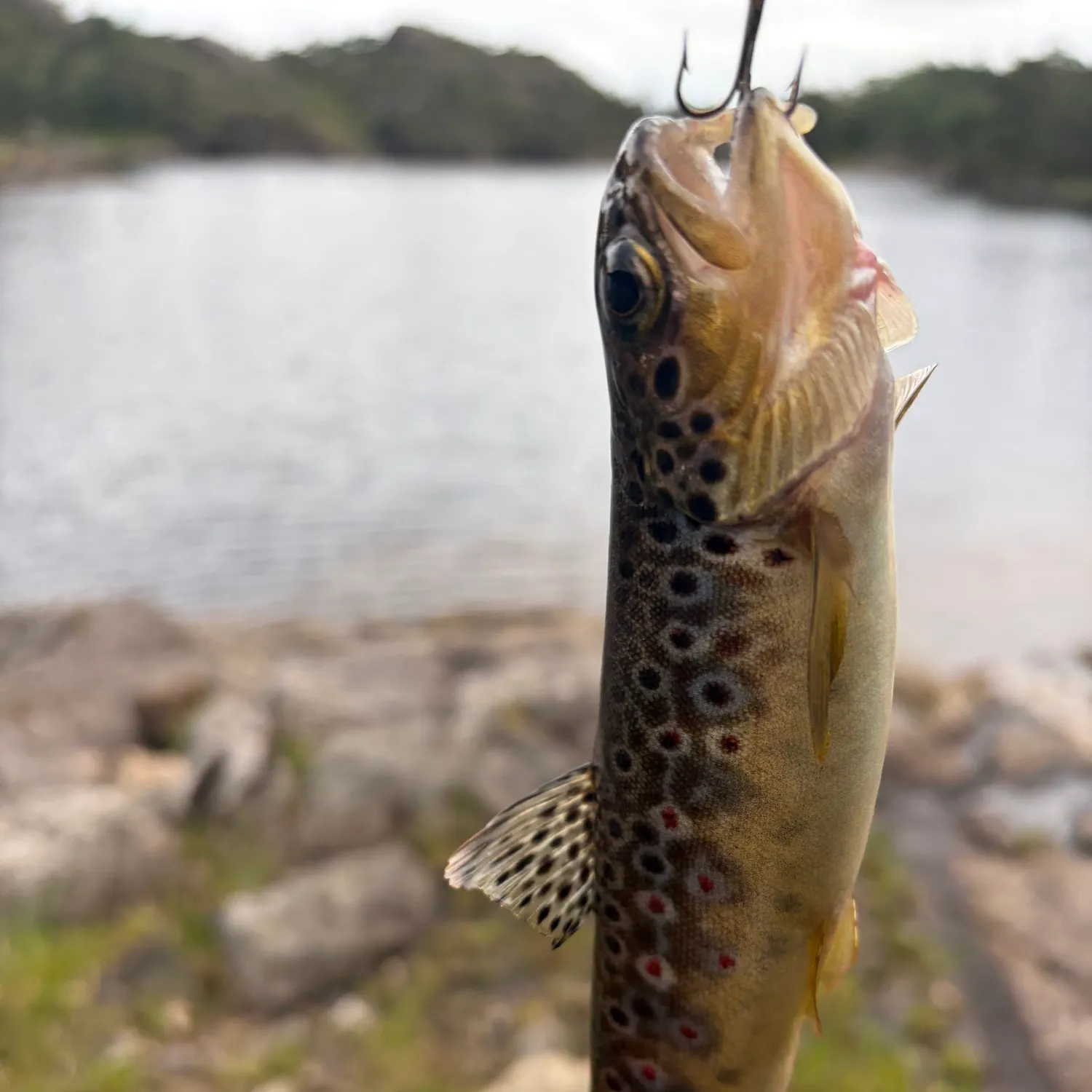 Brown trout caught on Fishbrain