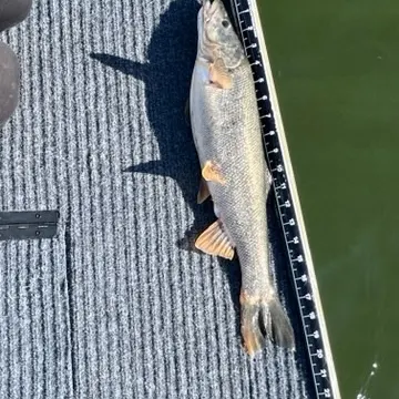 Northern pikeminnow caught on Fishbrain
