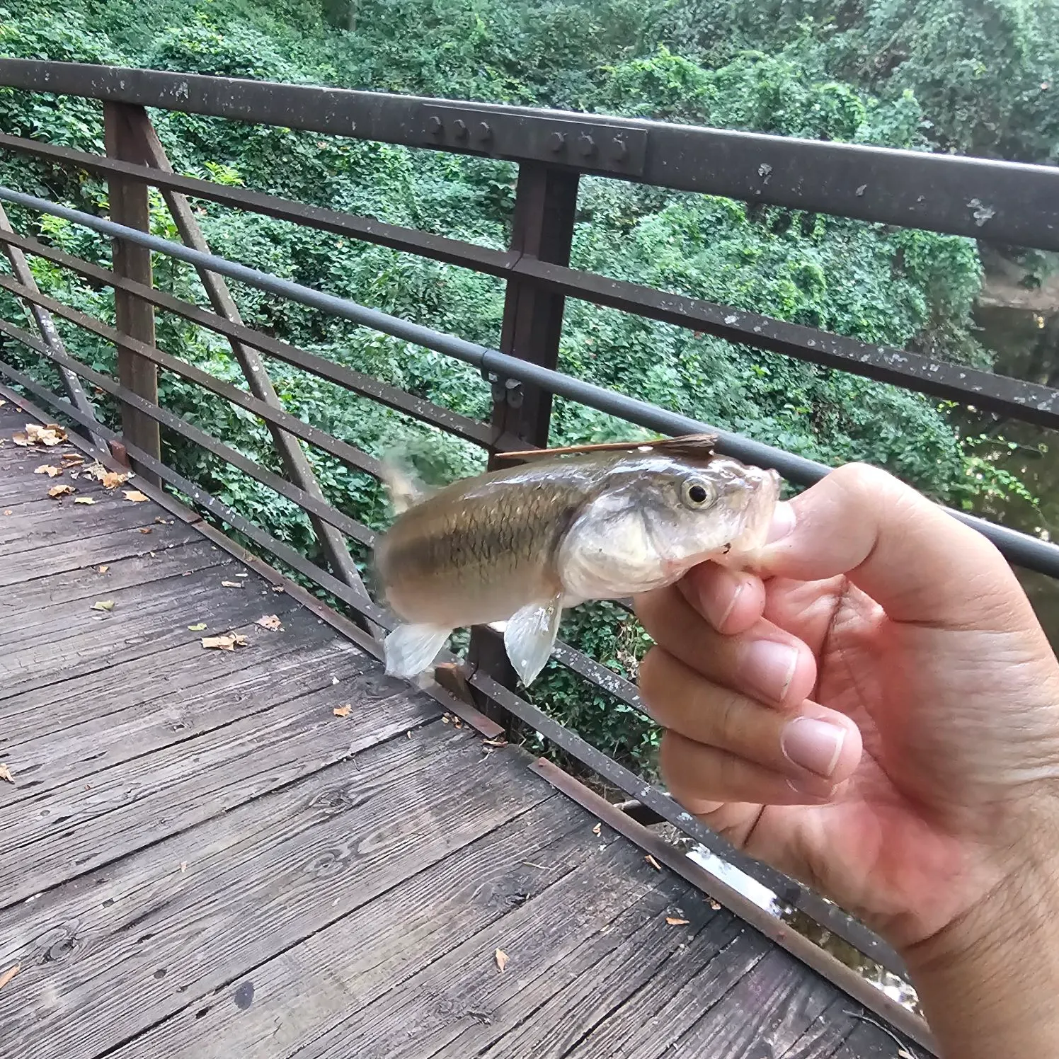 Creek chub caught on Fishbrain