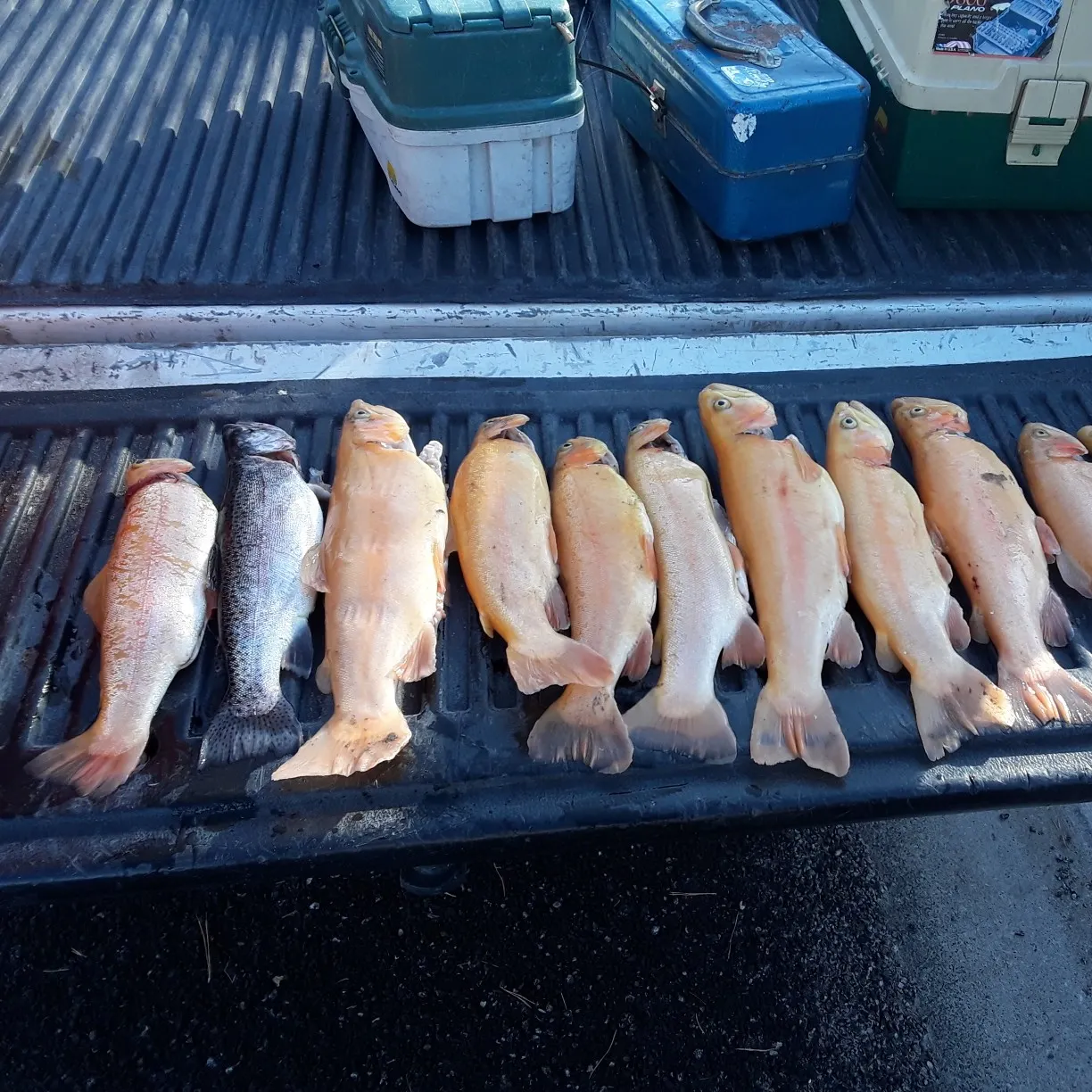 recently logged catches