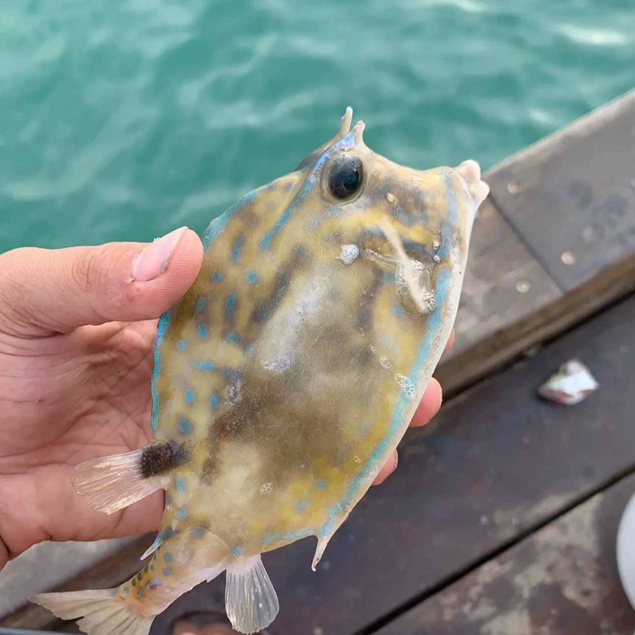 The most recent Thornback cowfish catches on Fishbrain