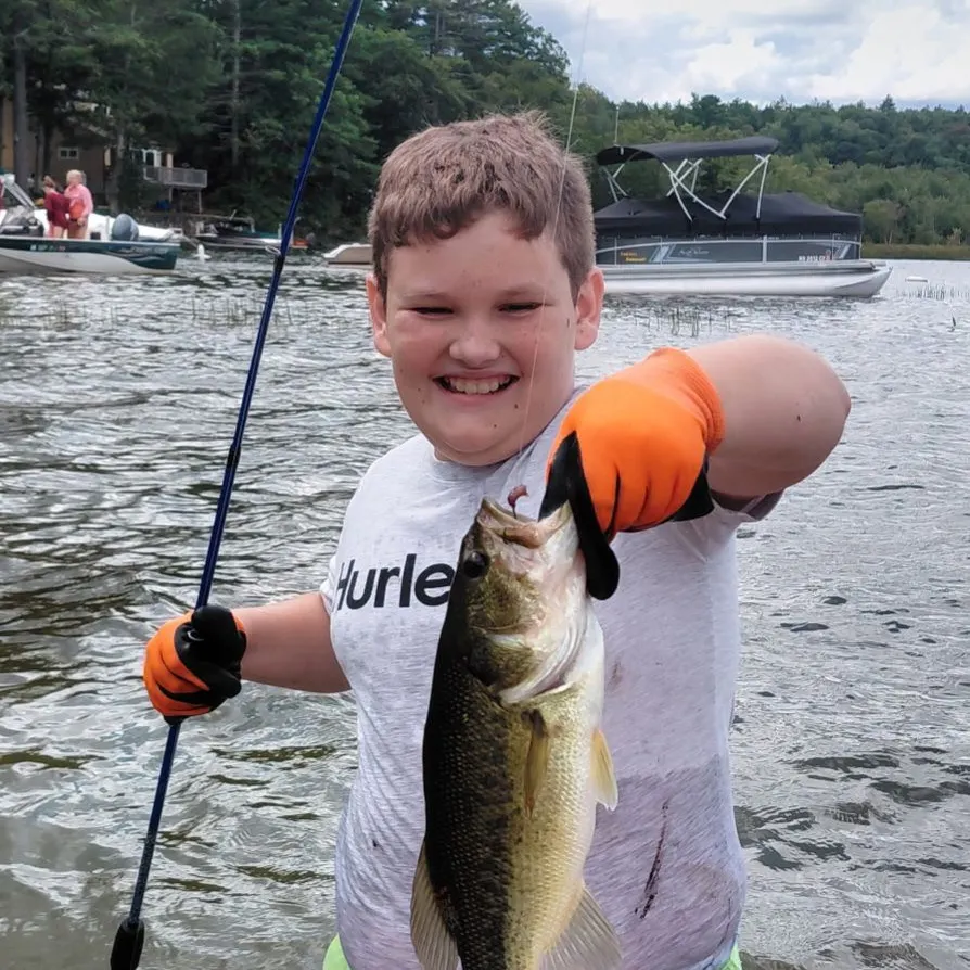Largemouth bass caught on Fishbrain