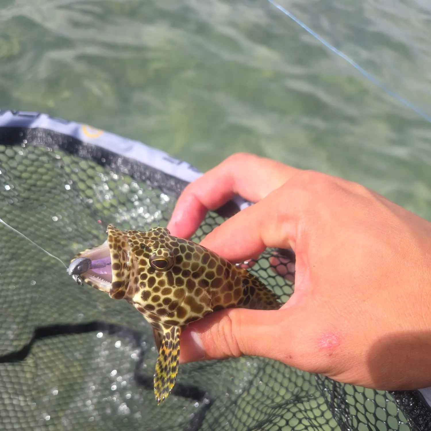 The most recent Honeycomb grouper catches on Fishbrain