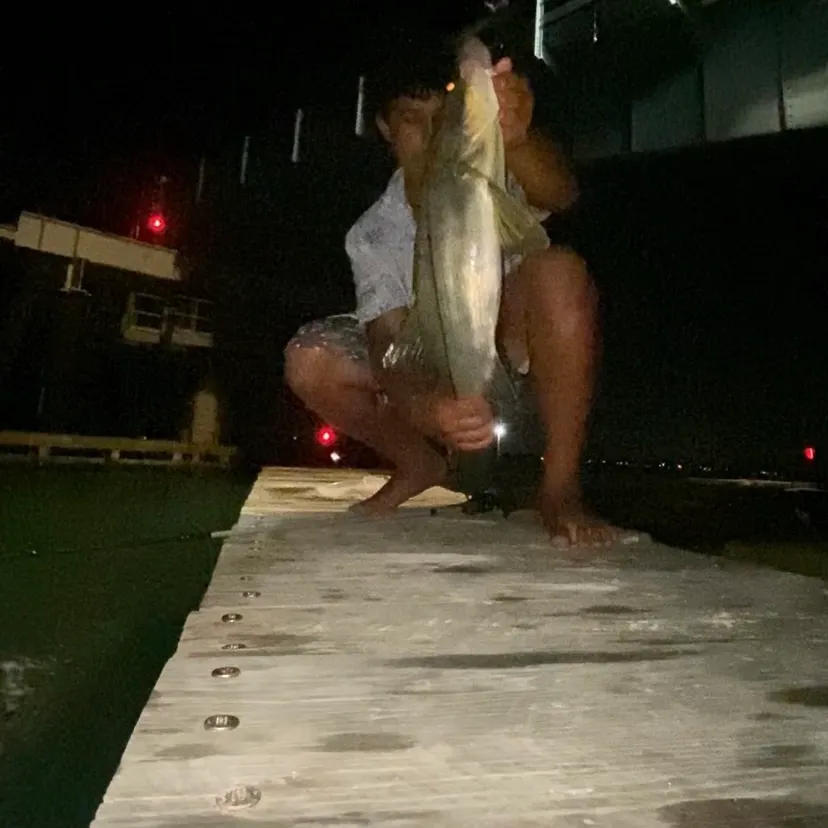 The most recent Fat snook catches on Fishbrain