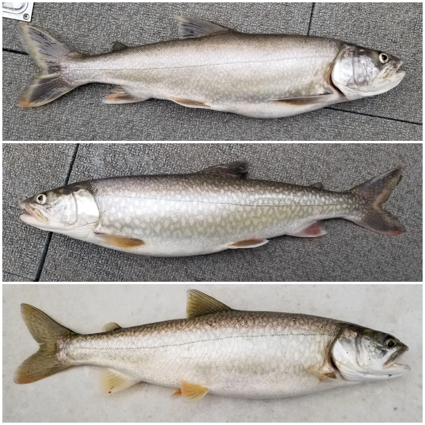 recently logged catches