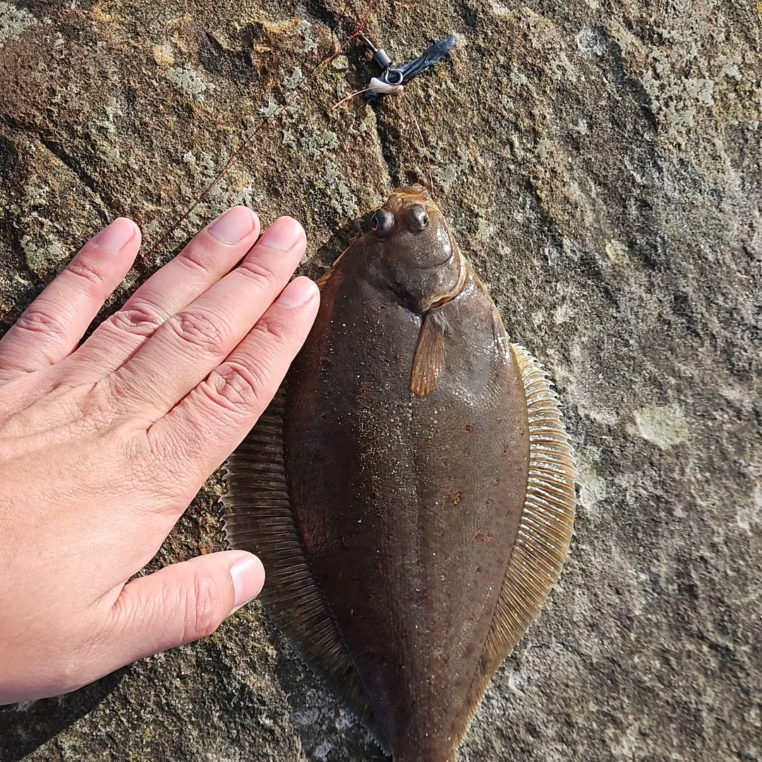 The most recent European flounder catches on Fishbrain