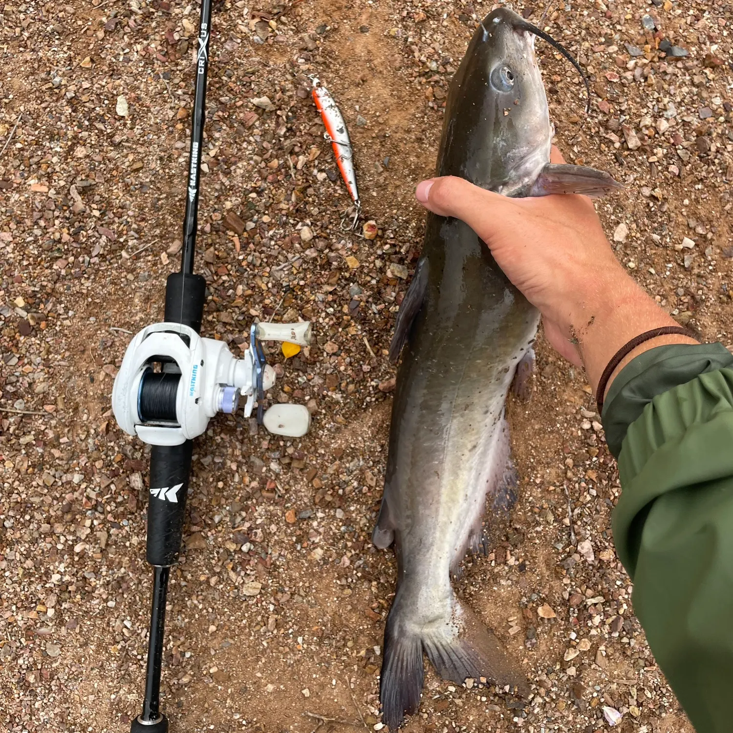 Channel catfish caught on Fishbrain
