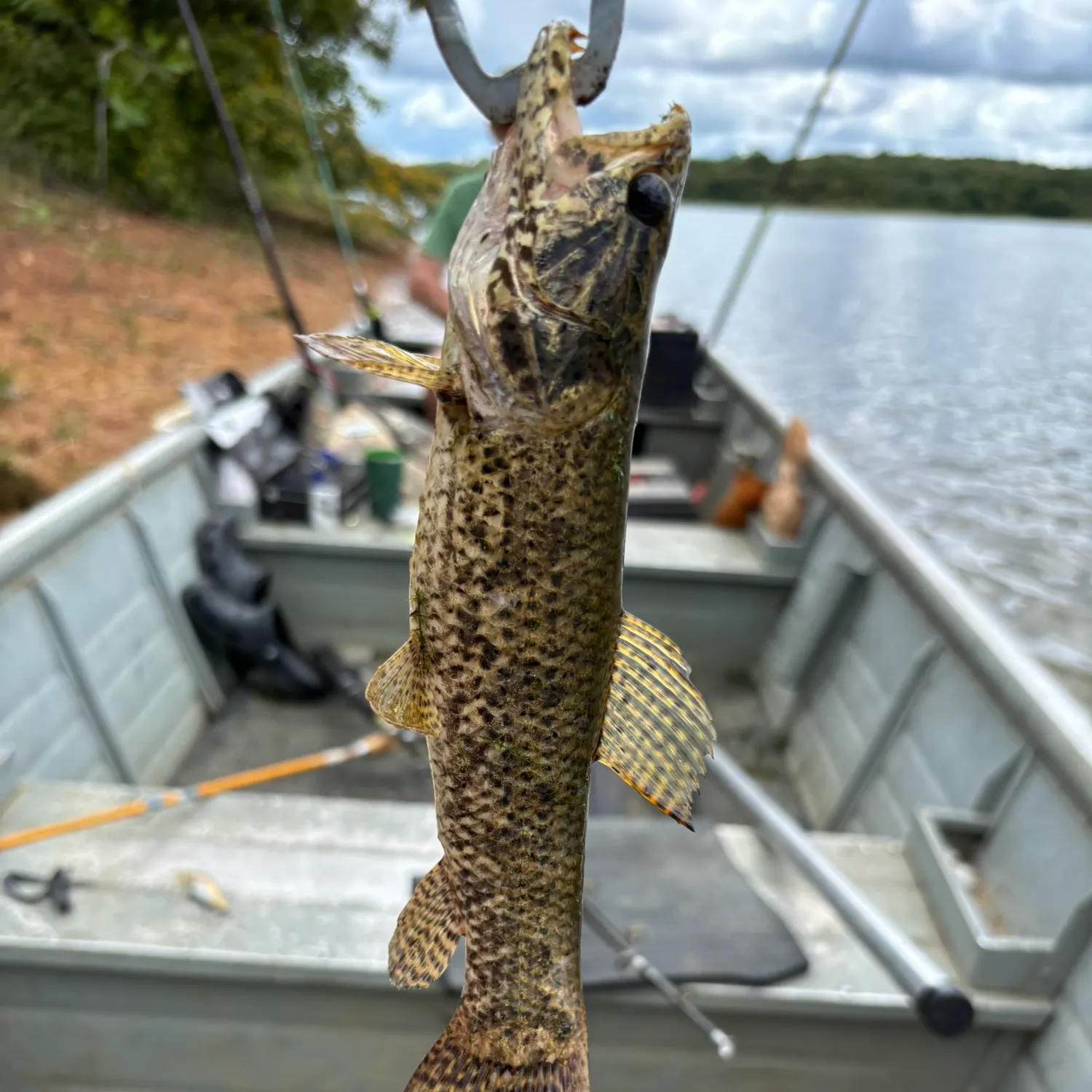 The most recent Trahira catches on Fishbrain