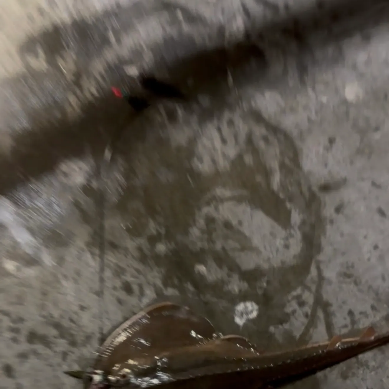 The most recent Thornback guitarfish catches on Fishbrain