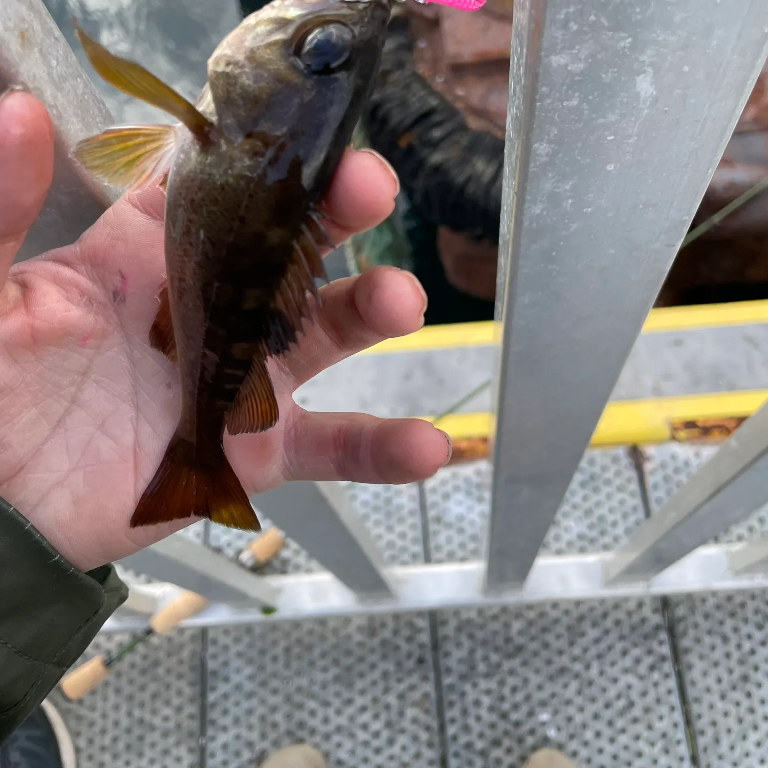The most recent Yellowtail rockfish catches on Fishbrain