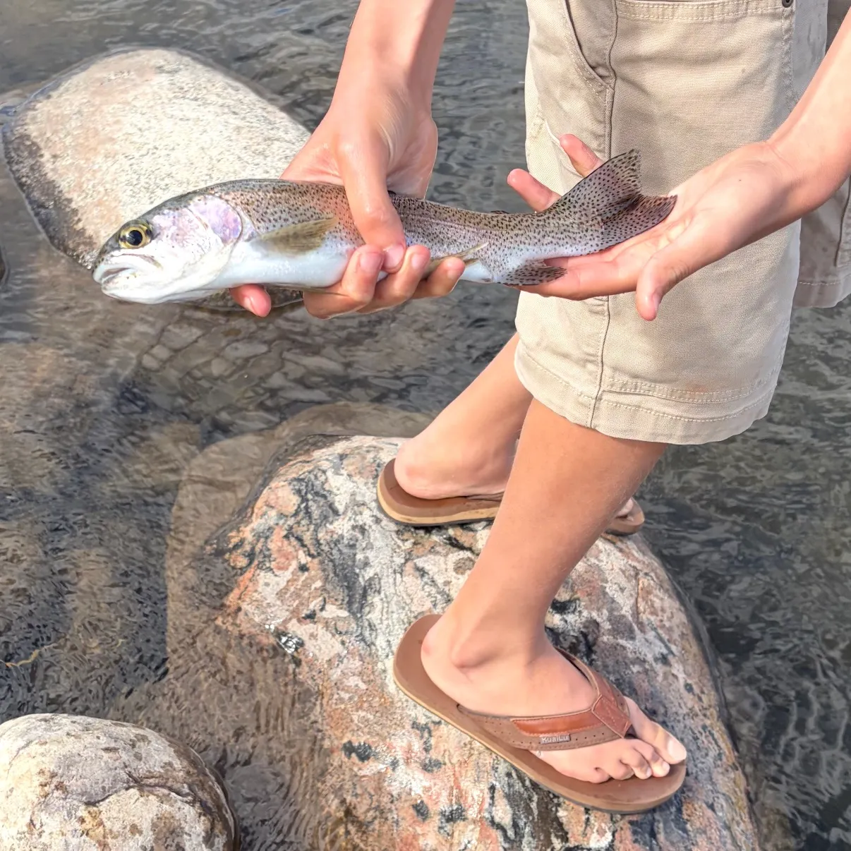 Rainbow trout caught on Fishbrain