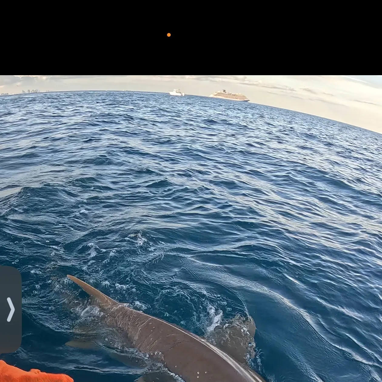 The most recent Nurse shark catches on Fishbrain