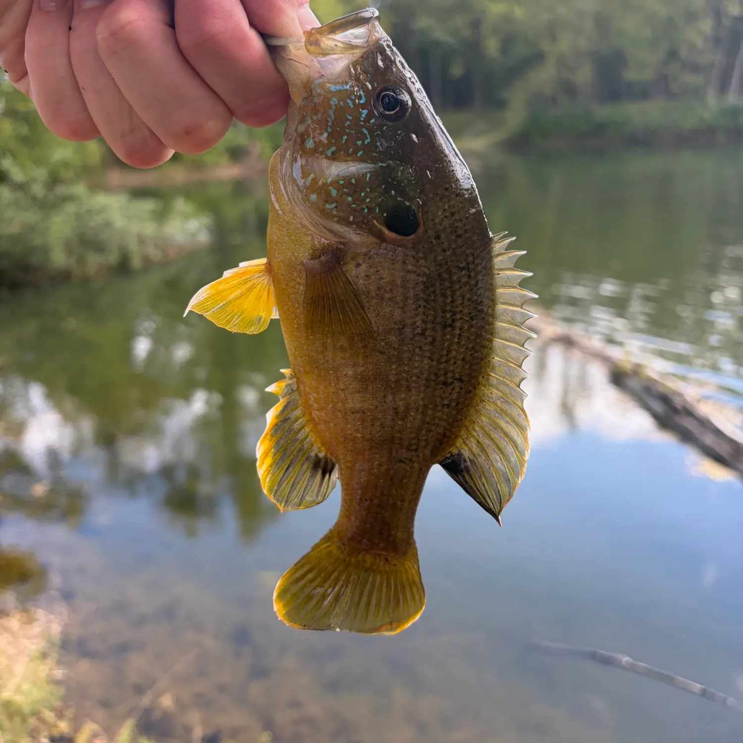 Green sunfish caught on Fishbrain
