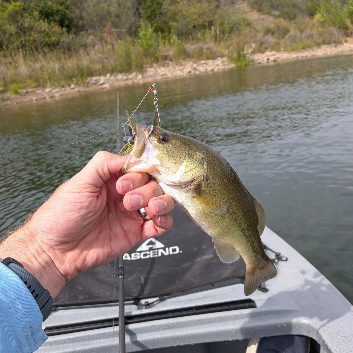 Largemouth bass caught on Fishbrain