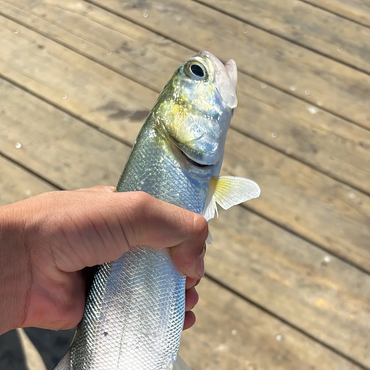 Ladyfish caught on Fishbrain