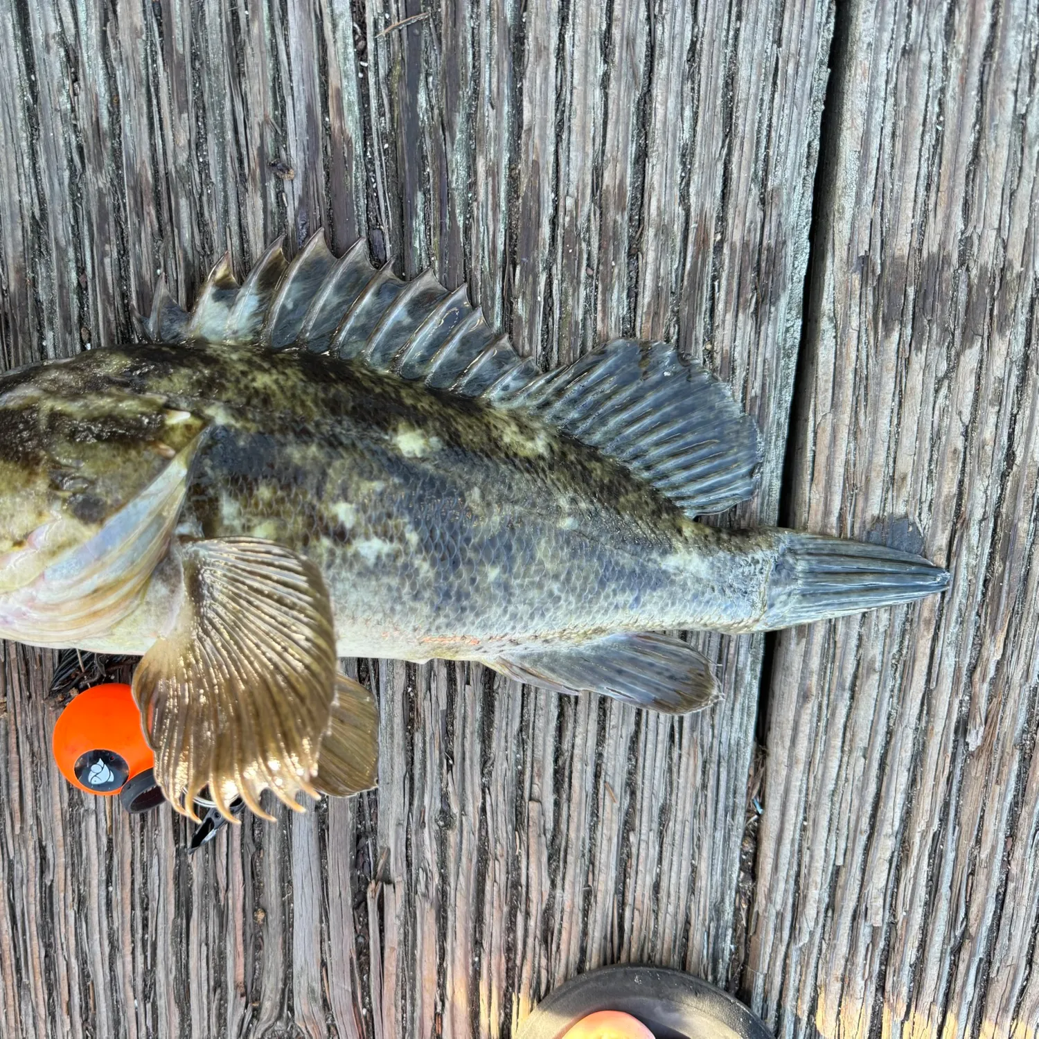 The most recent Grass rockfish catches on Fishbrain