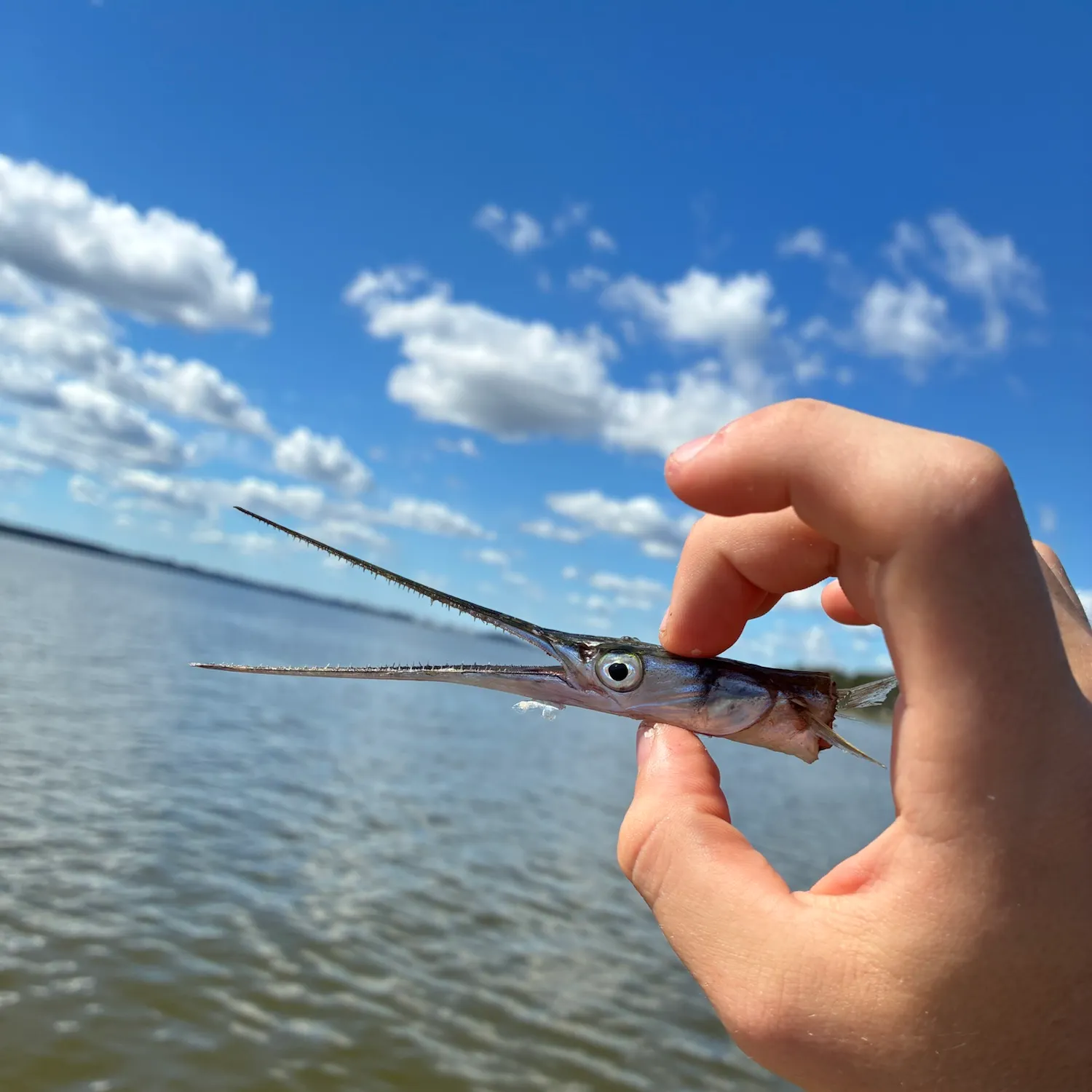 Flat needlefish caught on Fishbrain