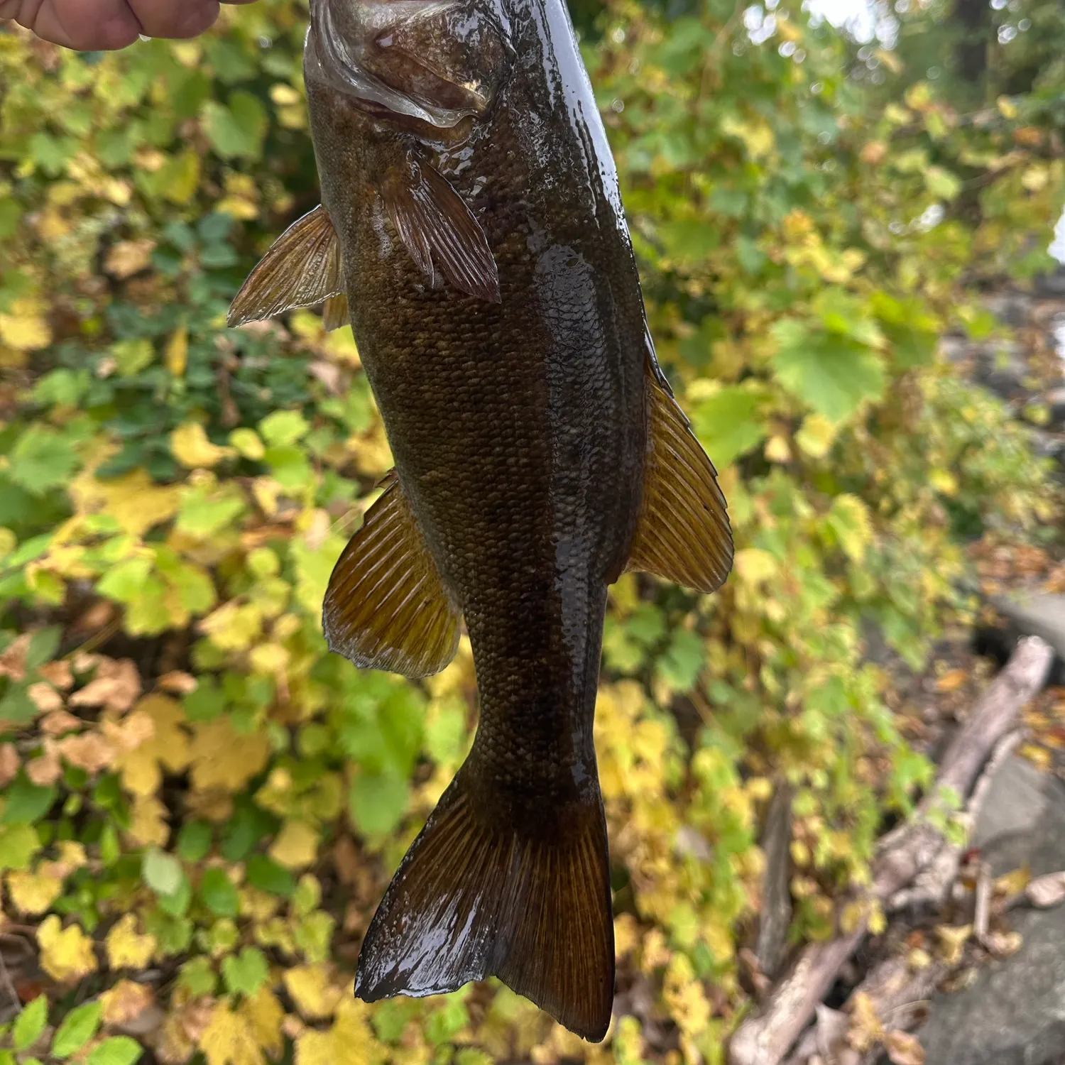 Smallmouth bass caught on Fishbrain