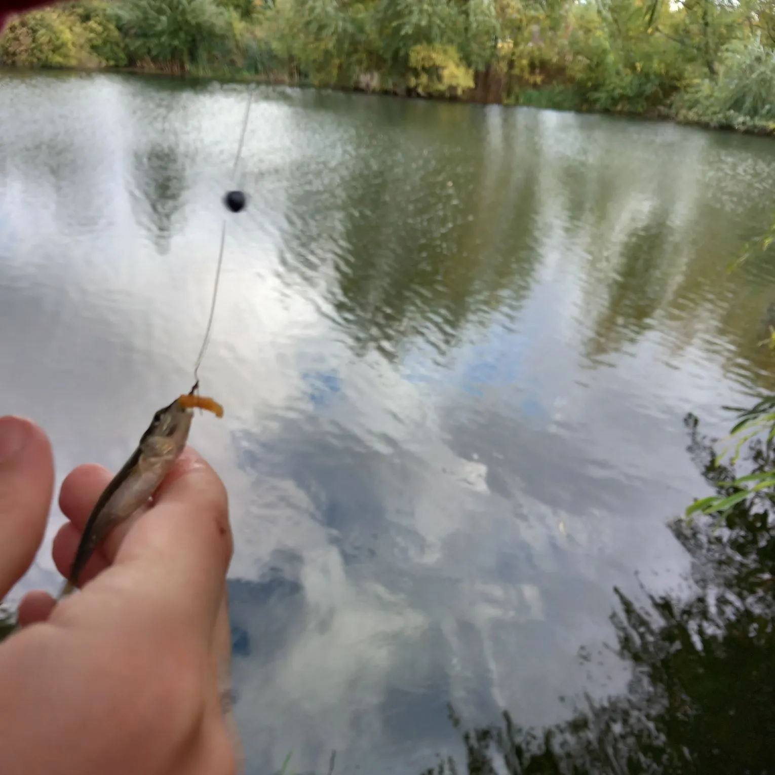 The most recent Gudgeon catches on Fishbrain
