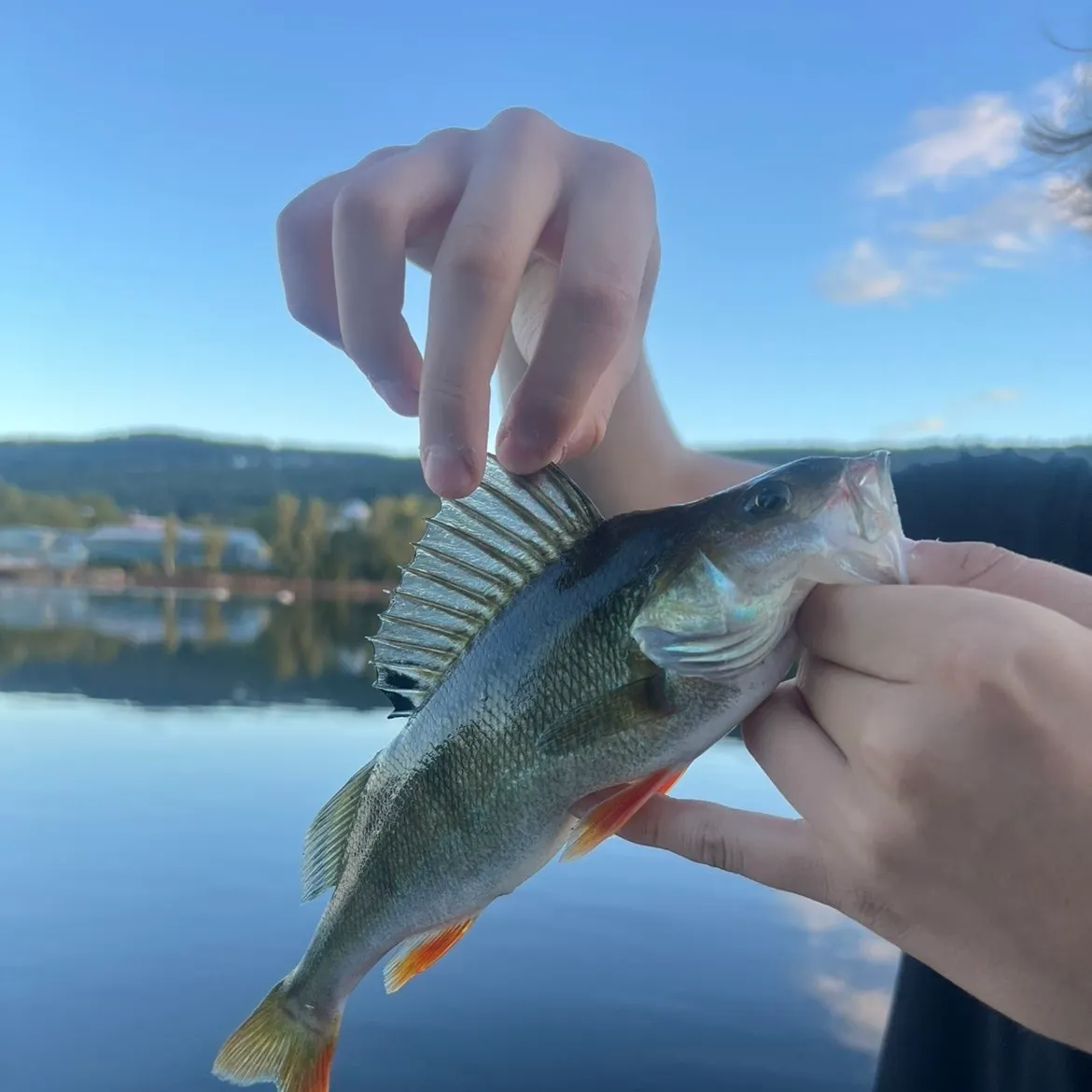 European perch caught on Fishbrain