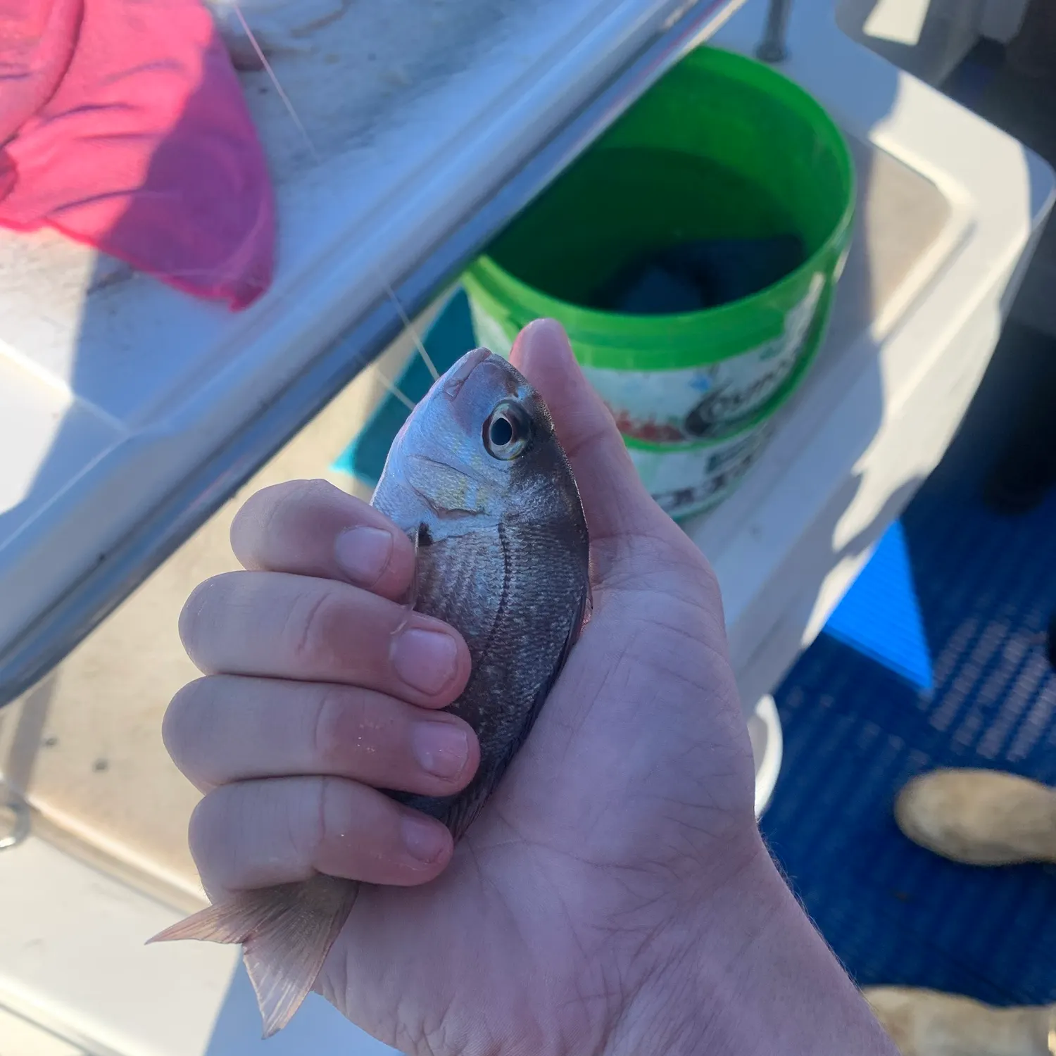 Australasian snapper caught on Fishbrain