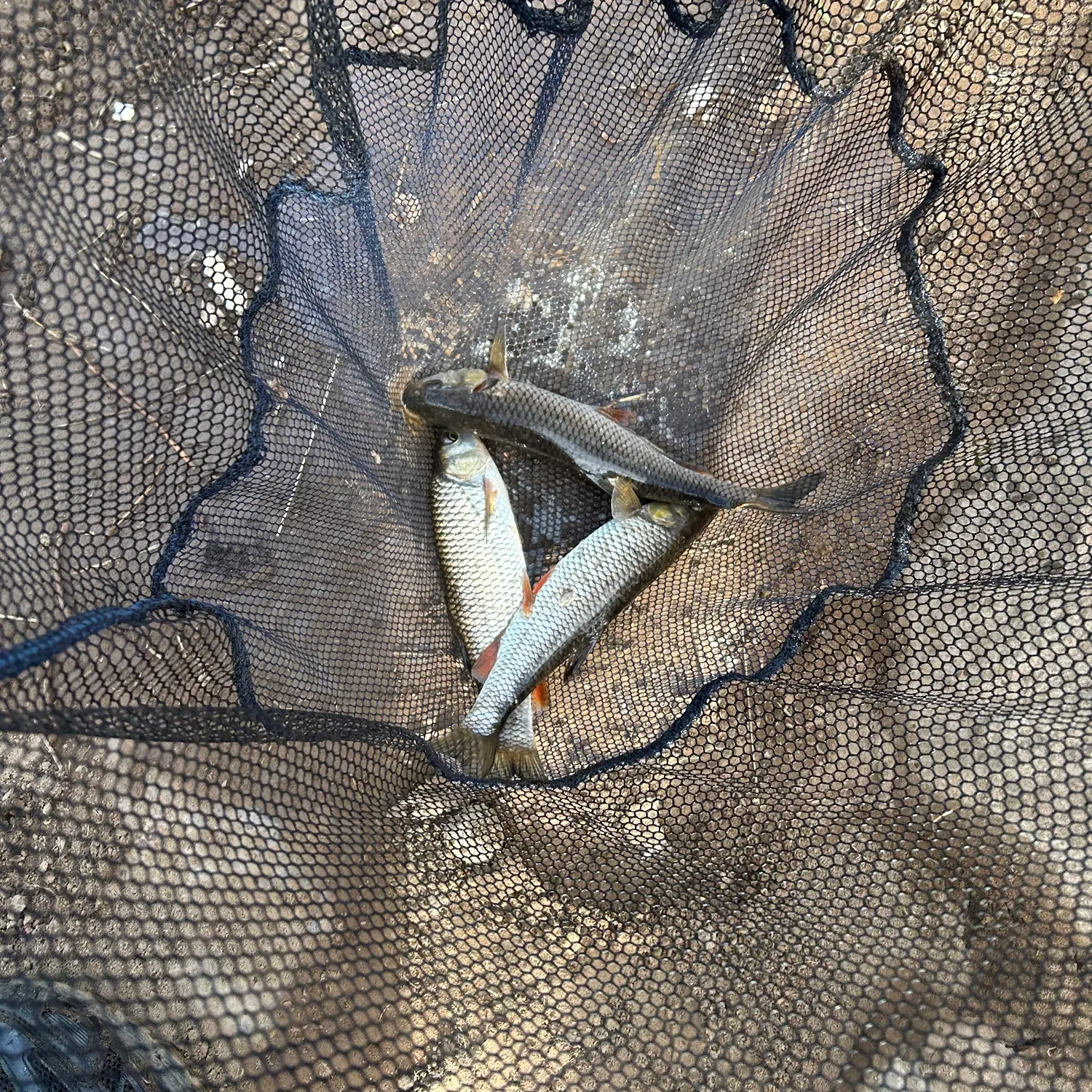 European chub caught on Fishbrain