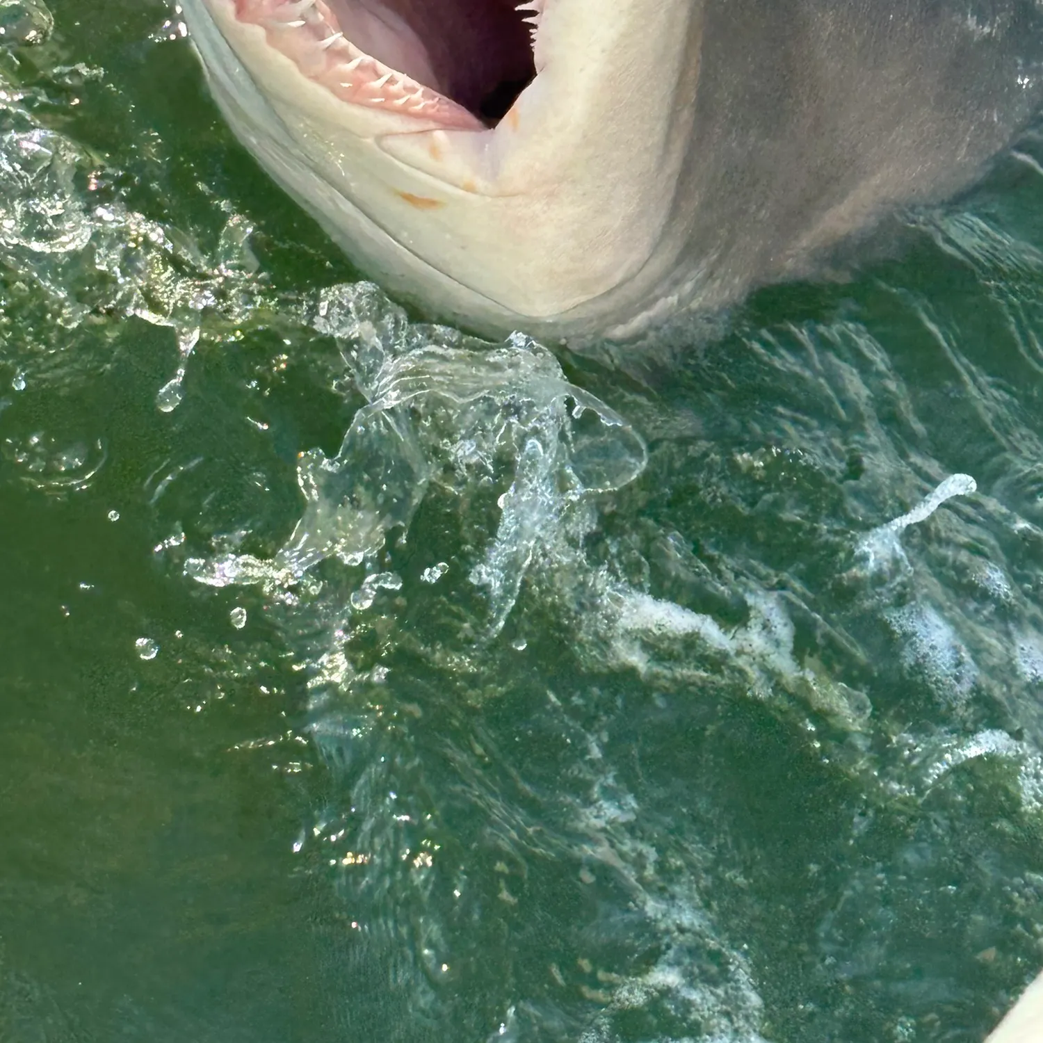 Sand tiger shark caught on Fishbrain
