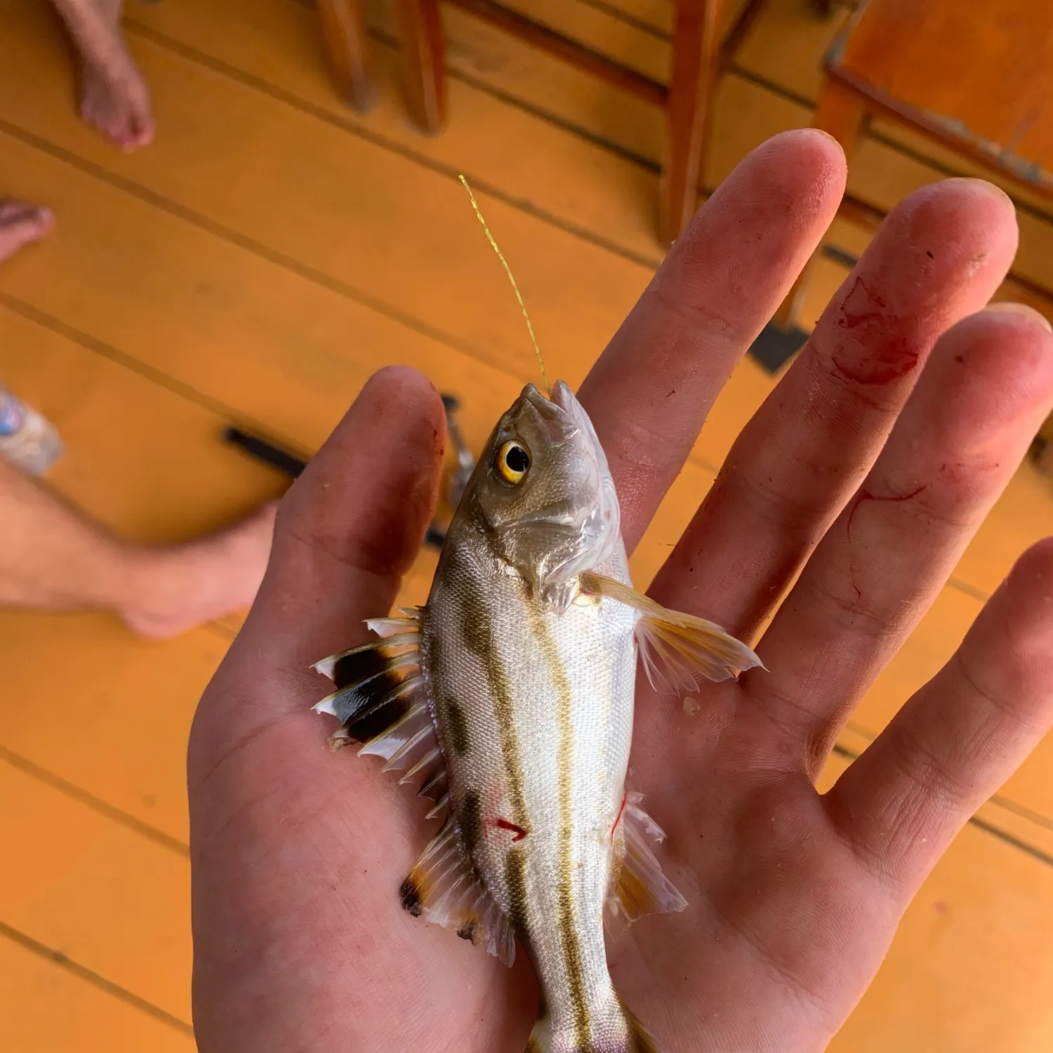 The most recent Jarbua terapon catches on Fishbrain
