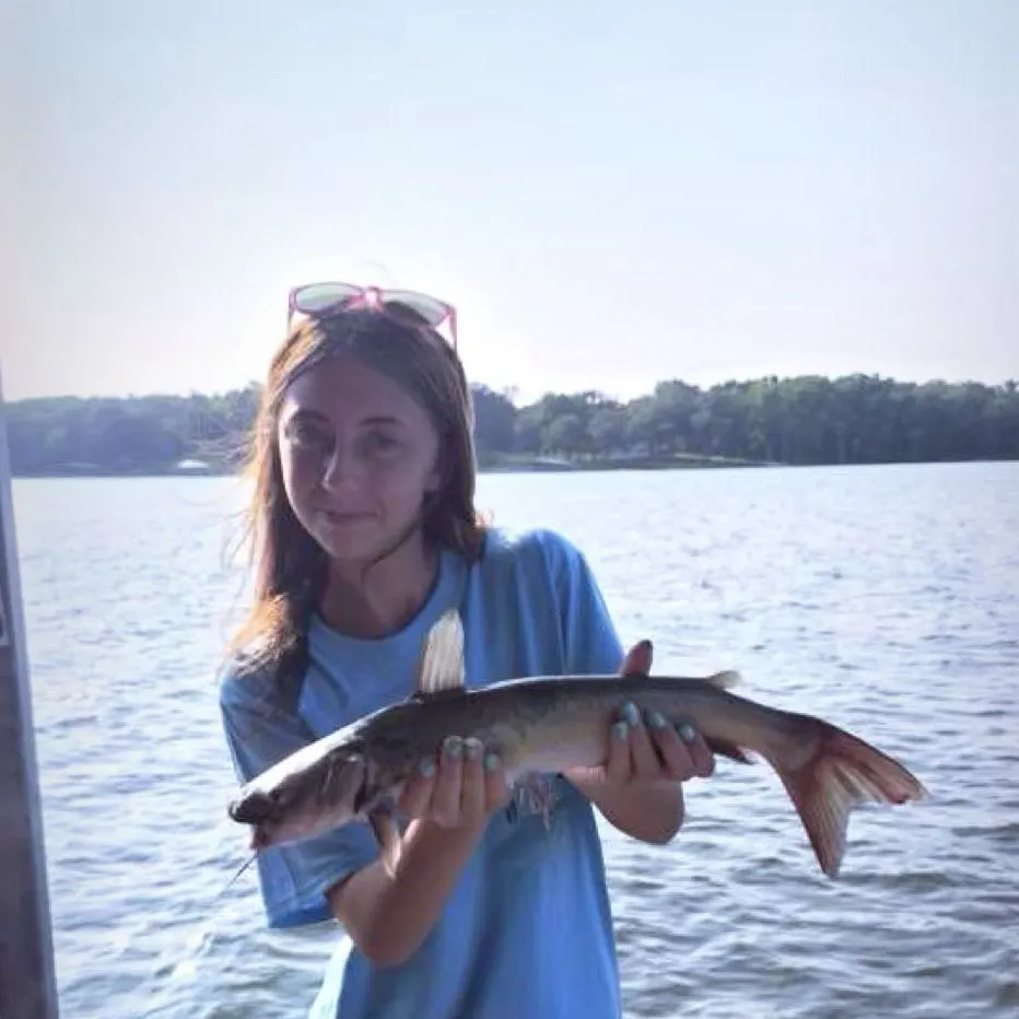 Channel catfish caught on Fishbrain