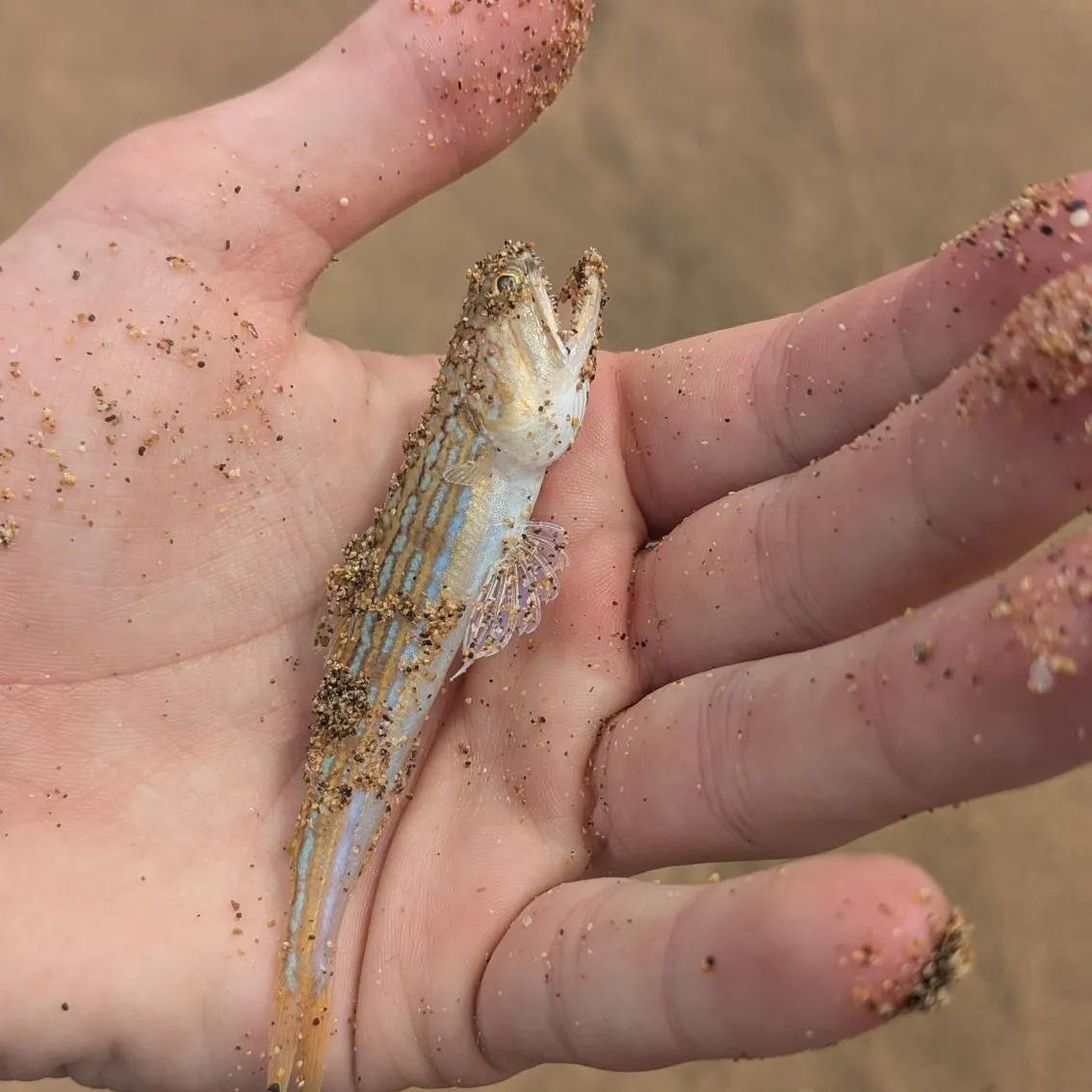 The most recent Atlantic lizardfish catches on Fishbrain