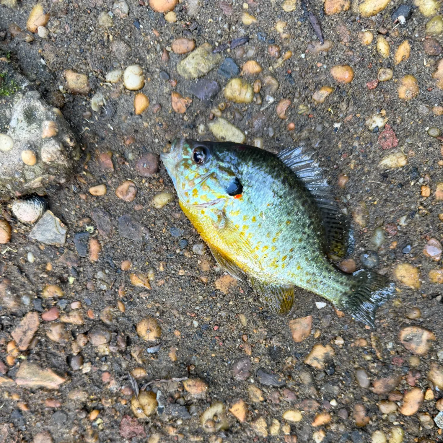 Bluegill caught on Fishbrain