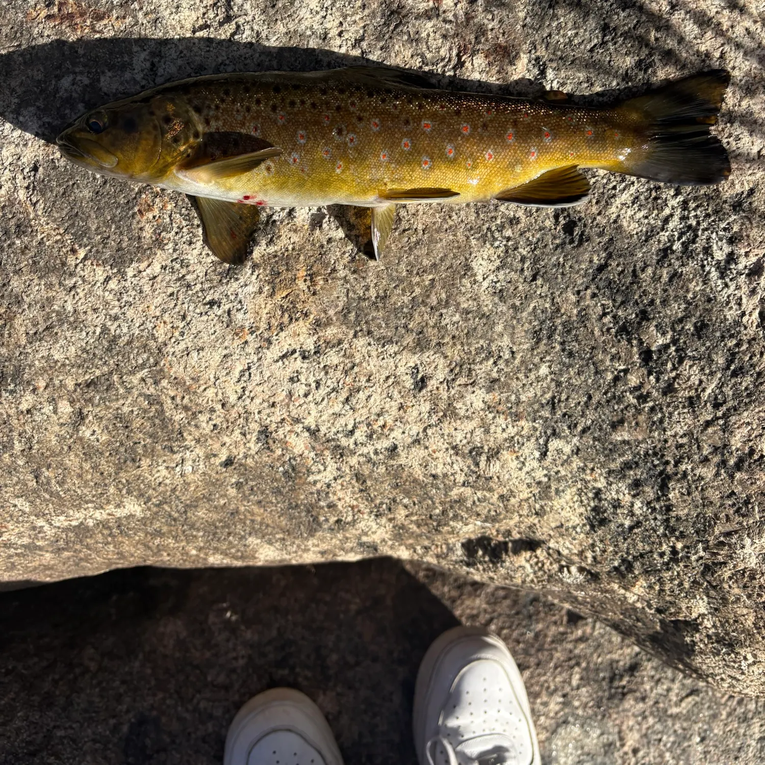 Brown trout caught on Fishbrain