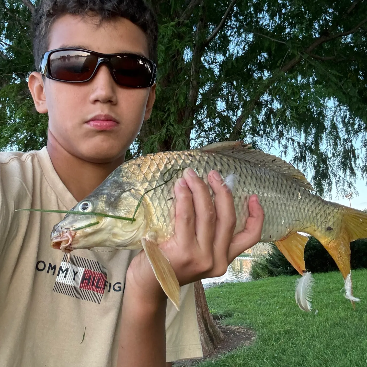 Common carp caught on Fishbrain