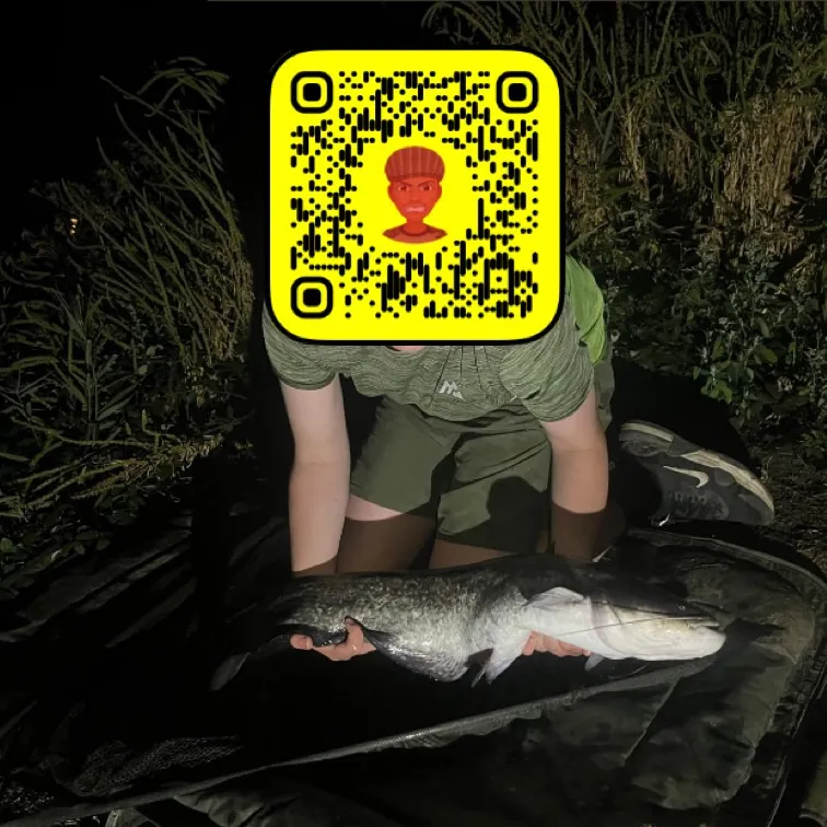 Wels catfish caught on Fishbrain