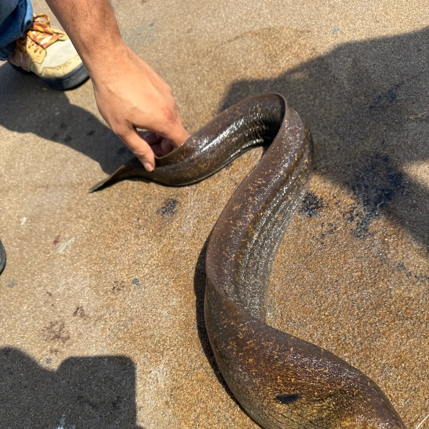 California moray caught on Fishbrain