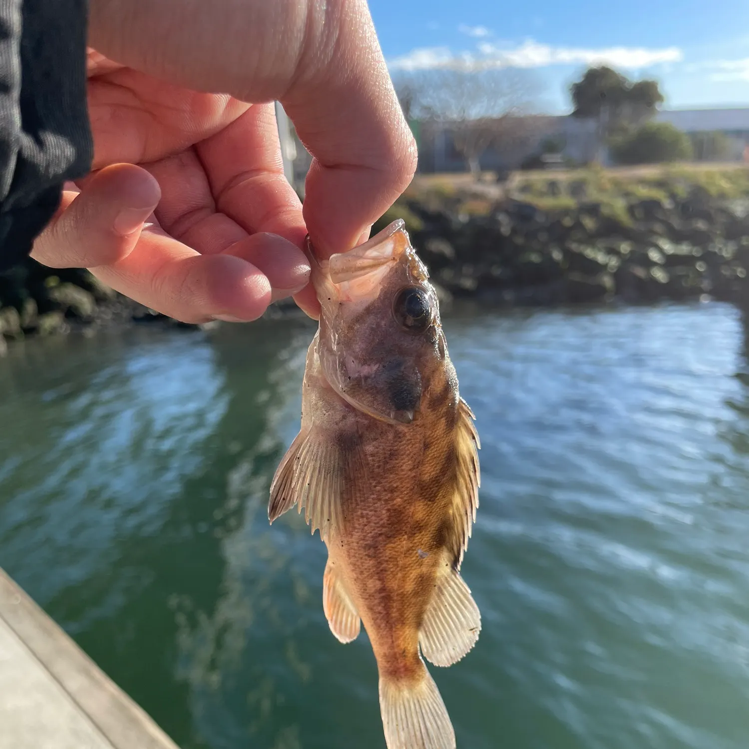The most recent Copper rockfish catches on Fishbrain