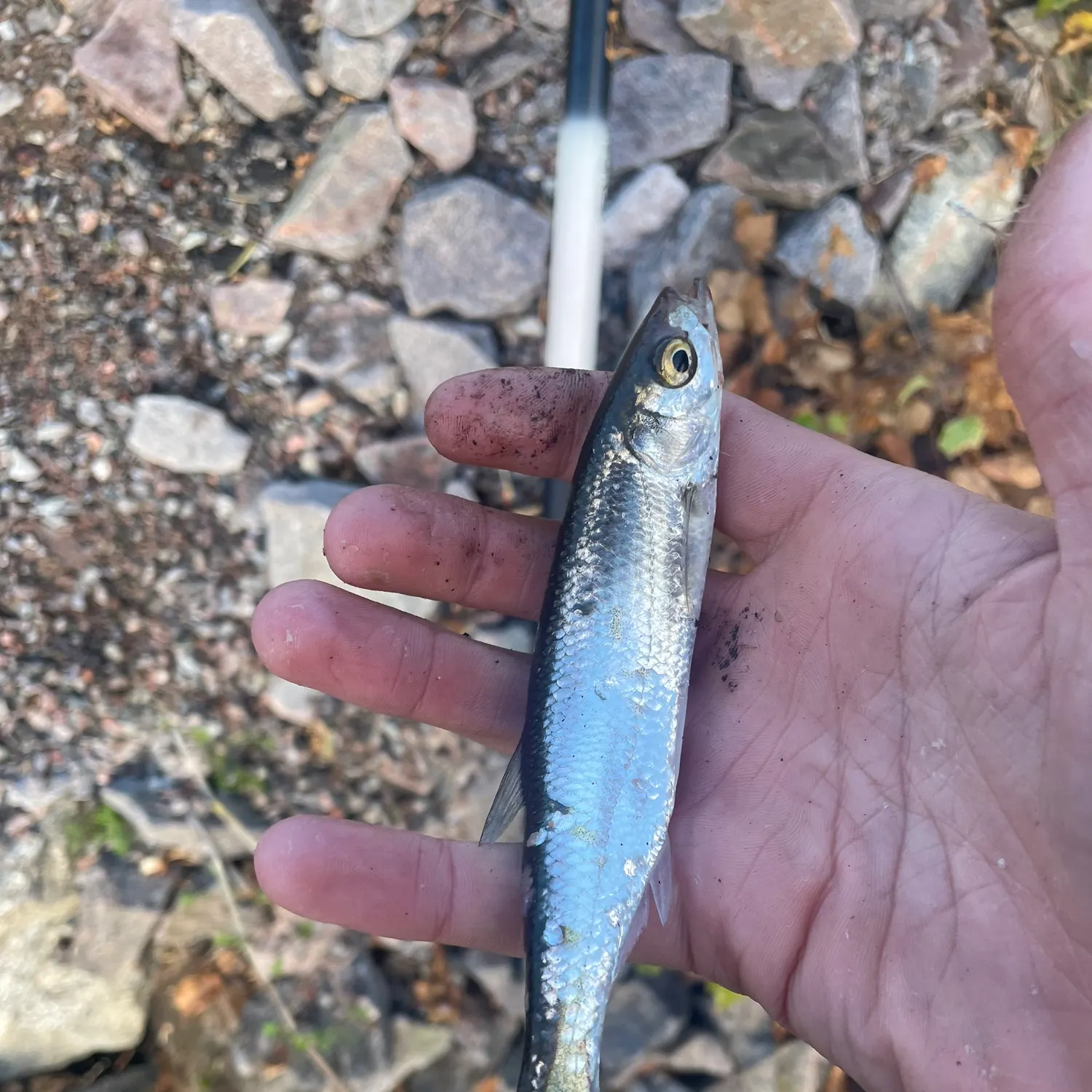 Common bleak caught on Fishbrain