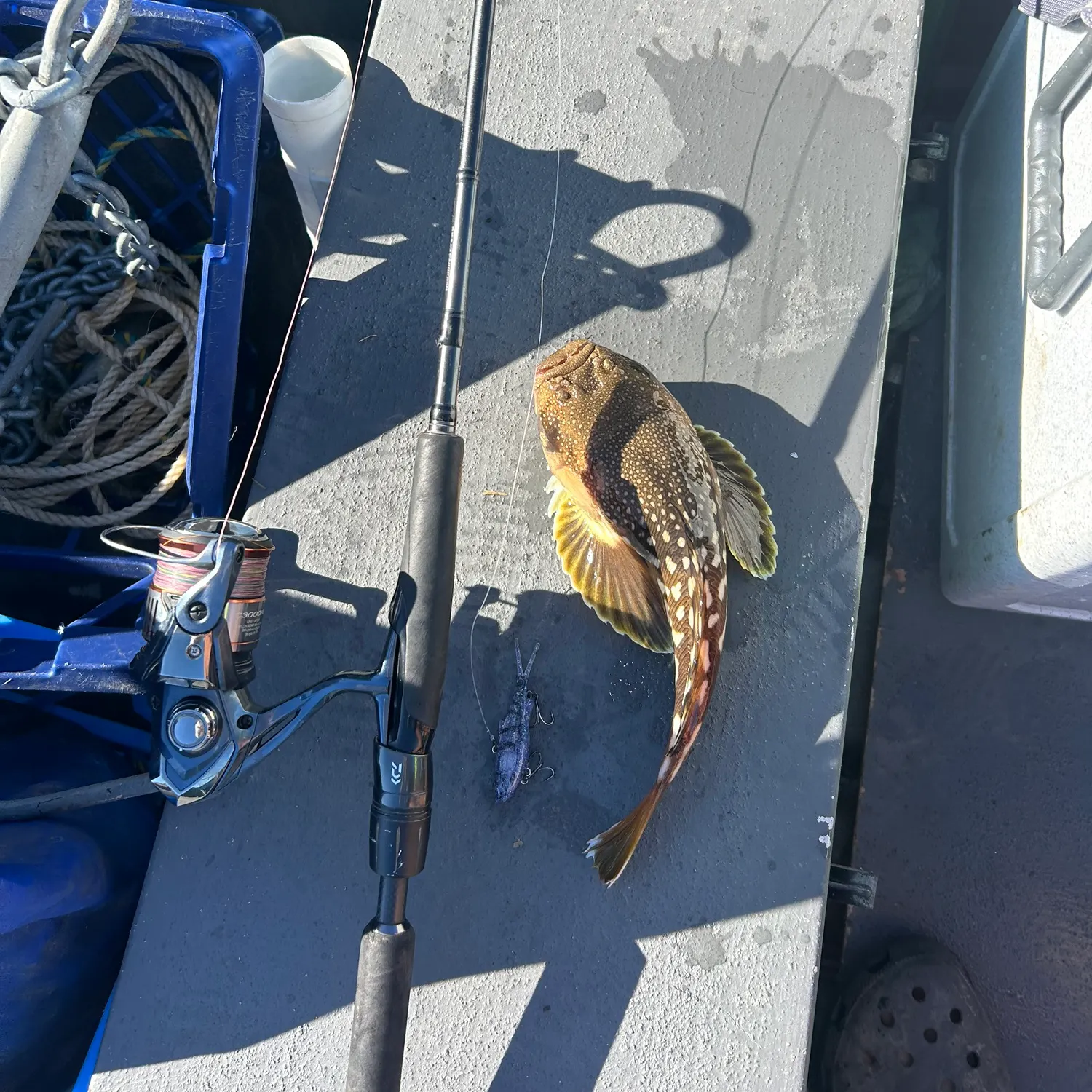 The most recent Northern stargazer catches on Fishbrain
