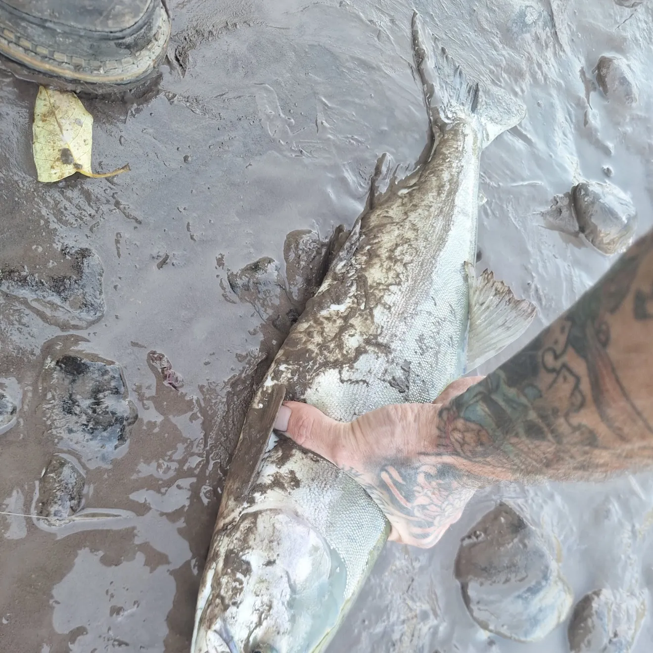 The most recent Pink salmon catches on Fishbrain