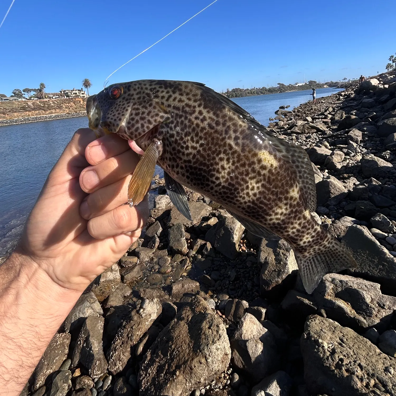 Spotted sand bass caught on Fishbrain