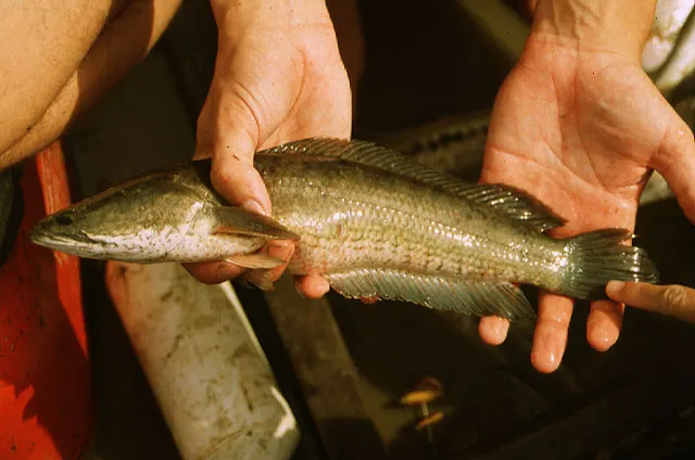 Striped snakehead