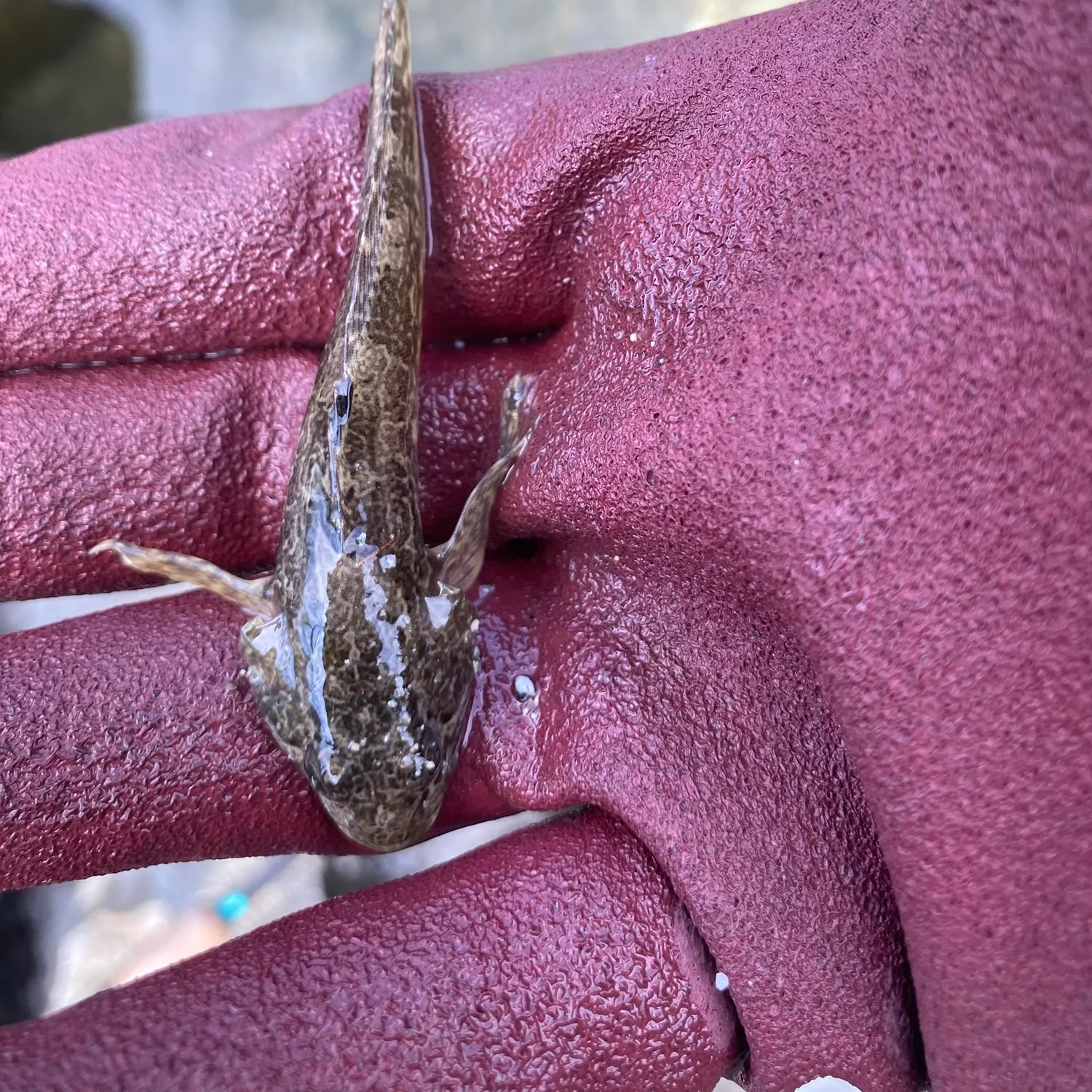 The most recent Prickly sculpin catches on Fishbrain