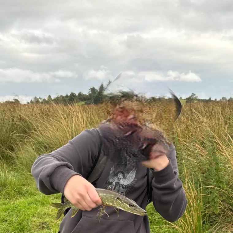 Northern pike caught on Fishbrain