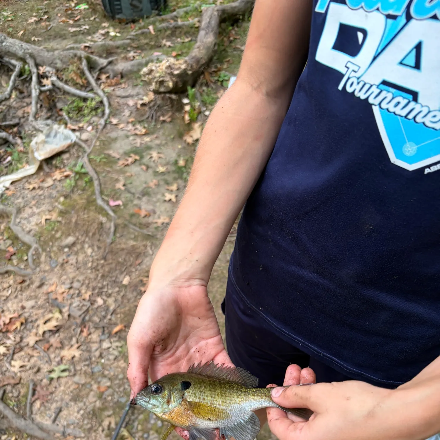 Redbreast sunfish x bluegill caught on Fishbrain