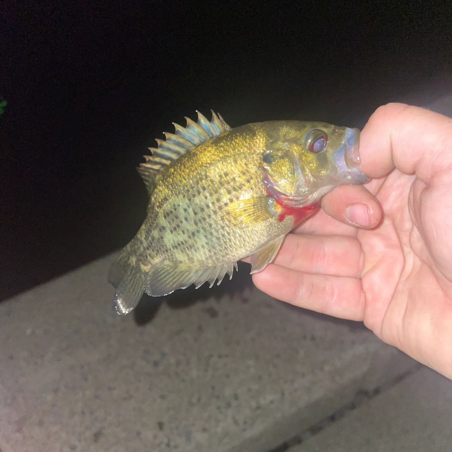 Rock bass caught on Fishbrain
